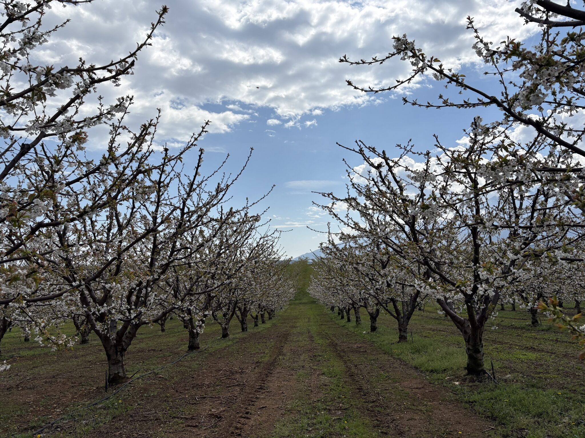 cherries-pierria