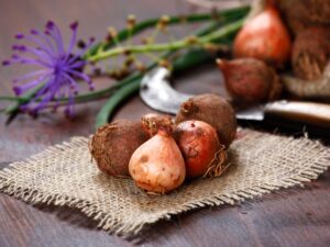 Wild,Onion,,Lampascioni
