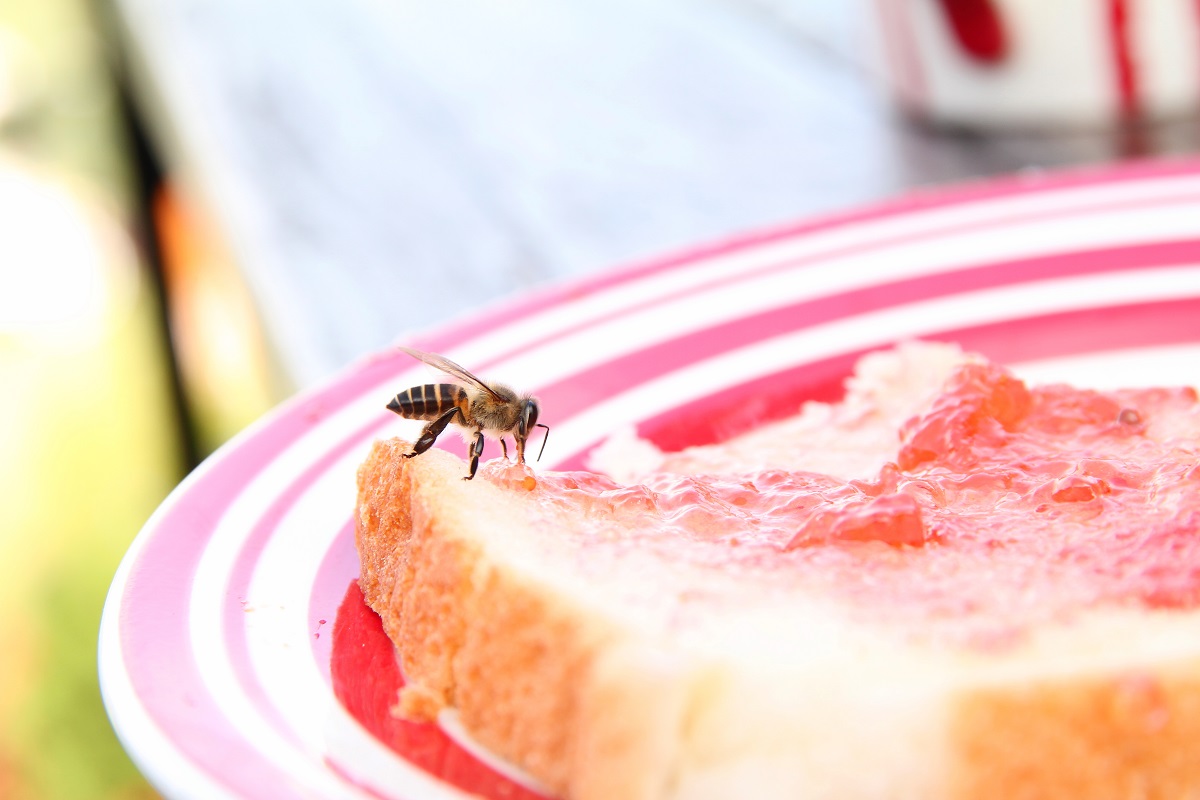 Bee,Eat,Sweet,Jam,On,The,Bread.
