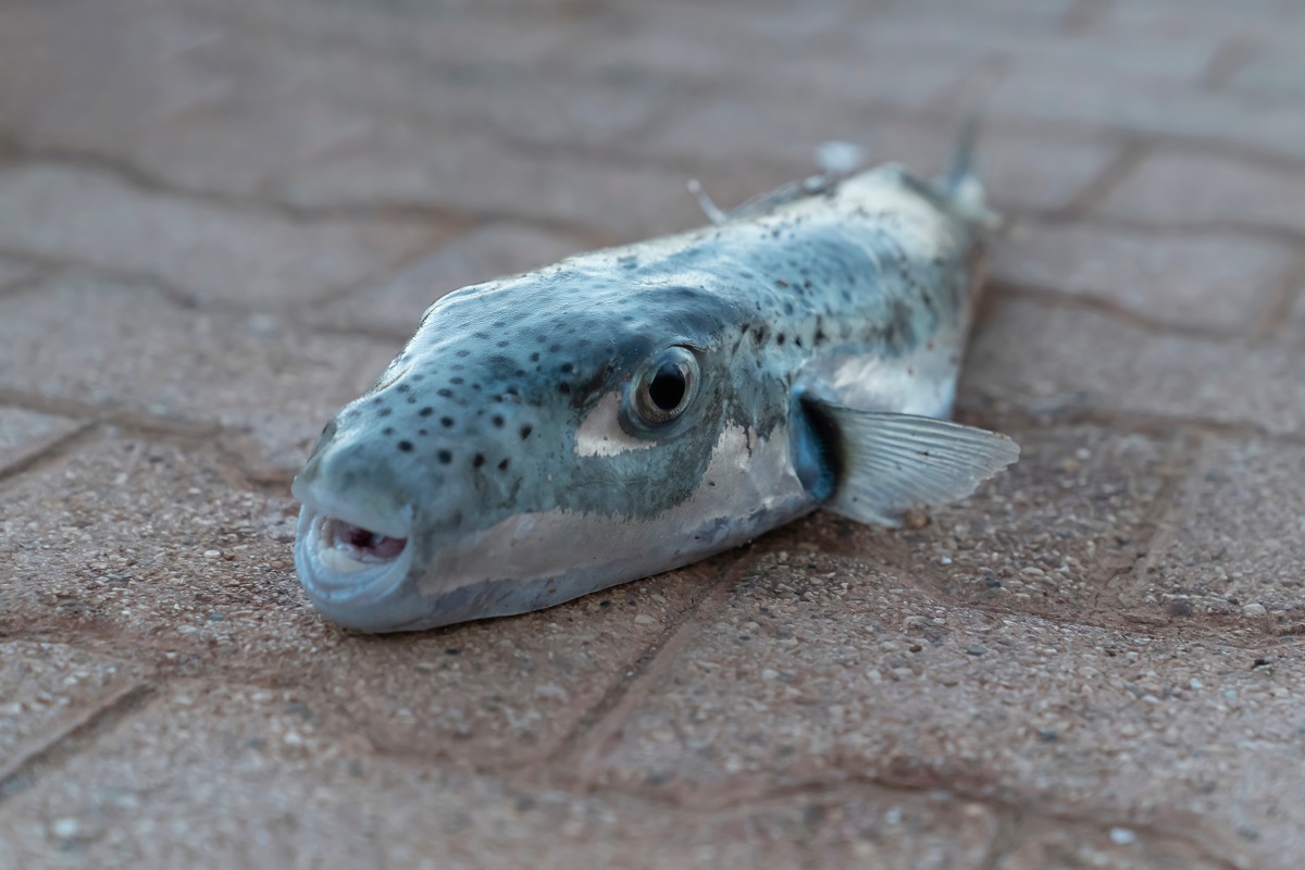 Selective,Focus,On,Eyes,And,Head,Of,Puffer,Fish.,(lagocephalus