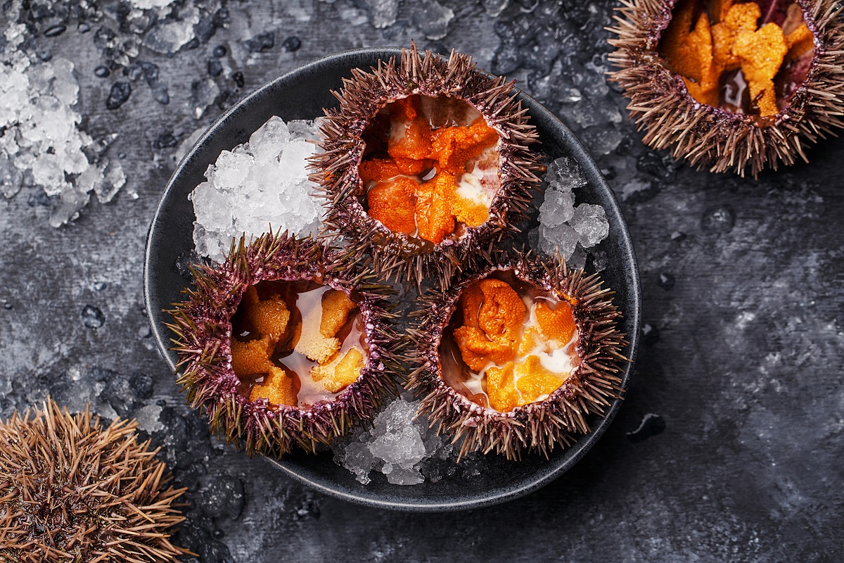 Fresh,Opened,Sea,Urchins,On,Ice,Over,Dark,Concrete,Background.